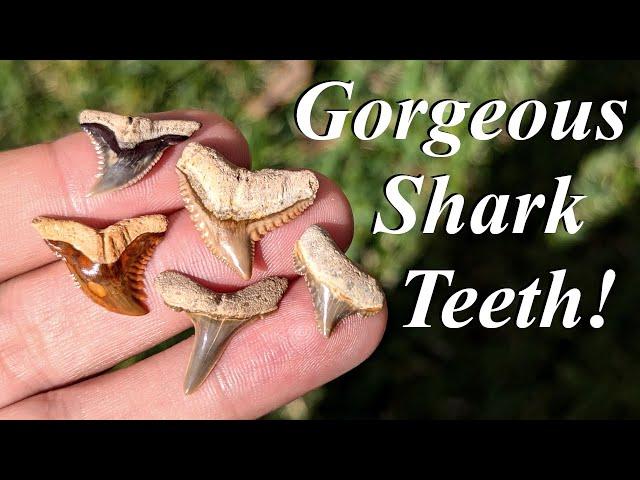 Beautiful Shark Teeth! Hunting for Fantastic Colorful Fossil Shark Teeth in a Florida Creek!