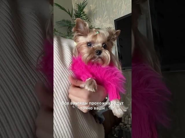 Новый образ. Оцените от 1 до 10 #ранетка #yorkie #clothesfordog