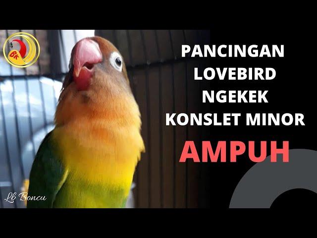 PANCINGAN LOVEBIRD NGEKEK KONSLET MINOR AMPUH