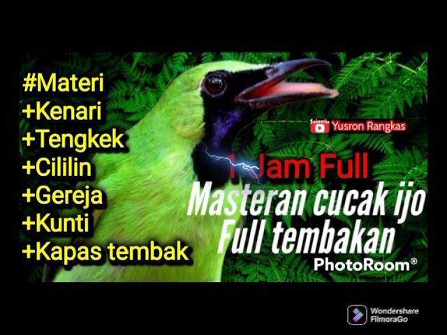 Masteran cucak ijo full tembakan keras