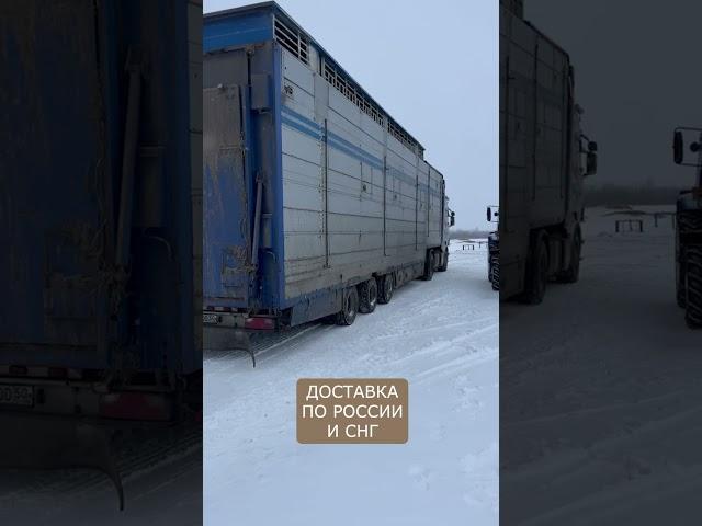 Доставка овец из Европы