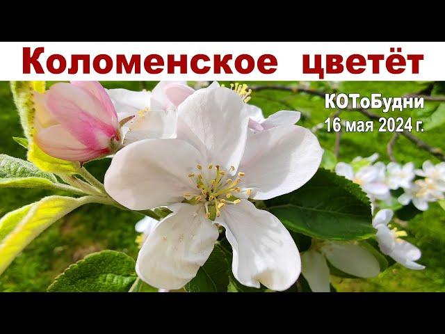 Коломенское - один из красивейших Парков Москвы - цветущий сад Столицы - КОТоБудни от 16.05.2024г.
