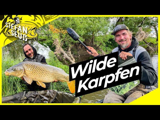 Wilde KARPFEN am kleinen FLUSS | Flach Fangen !! | ACHTUNG Treibgut !!