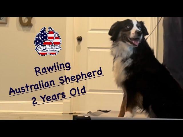 “Rawling” - Australian Shepherd - 2 Year Old- Board & Train w/ CanineTrainer Gray - OLK9 Lexington