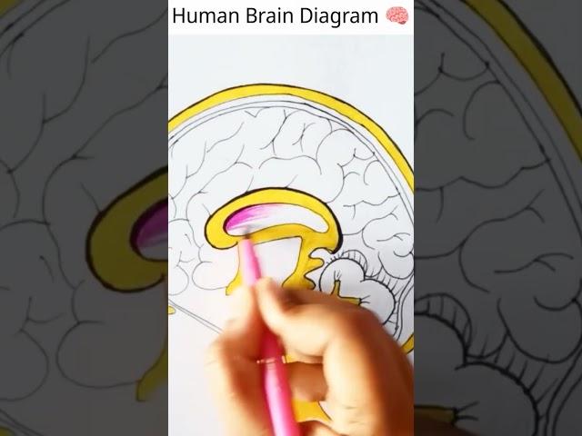 Human Brain Diagram easy #viral #satisfying #science #shorts #brain