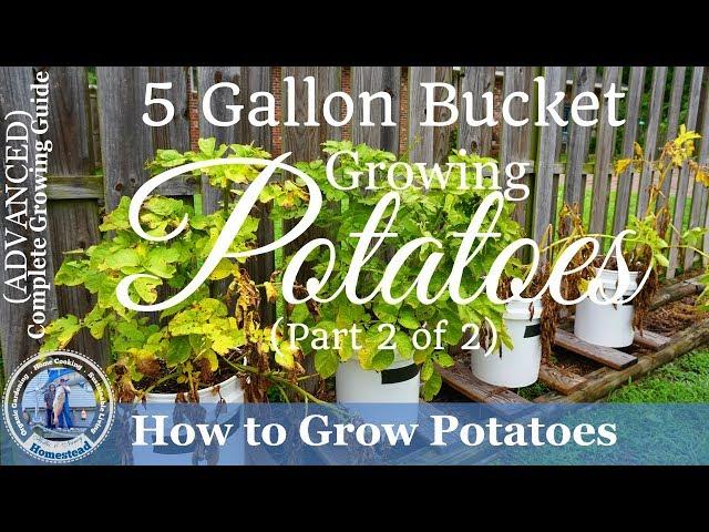 How to Grow Potatoes in a 5 Gallon Bucket  (Part 2 of 2)