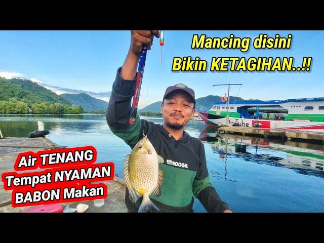 MANCING BARONANG DISINI, SPERTI MANCING DI KOLAM SENDIRI..‼️