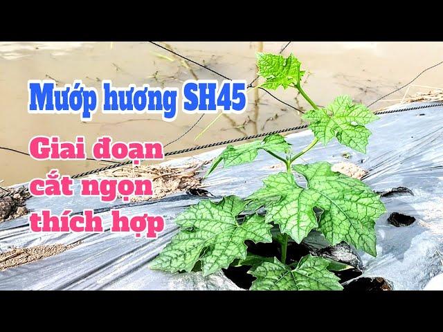 Kỹ thuật trồng mướp hương: P12-Giai đoạn cắt ngọn thích hợp cho mướp hương SH45