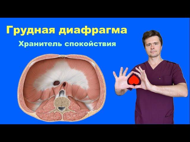 Грудная диафрагма. Хранитель вашего спокойствия