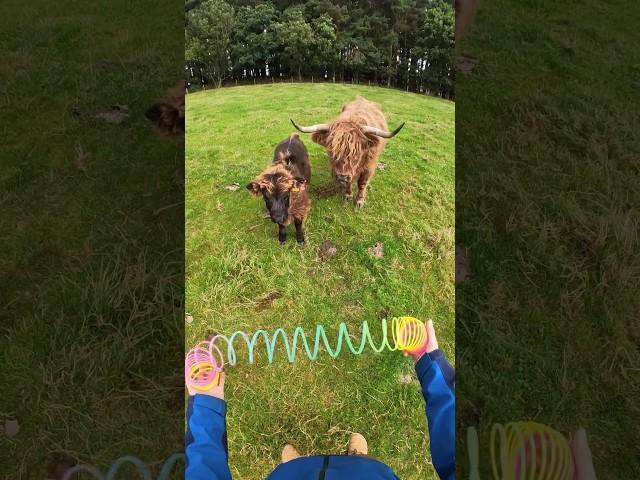 I slinky booped a Highland Cow 󠁧󠁢󠁳󠁣󠁴󠁿#slinkytricks #scotland