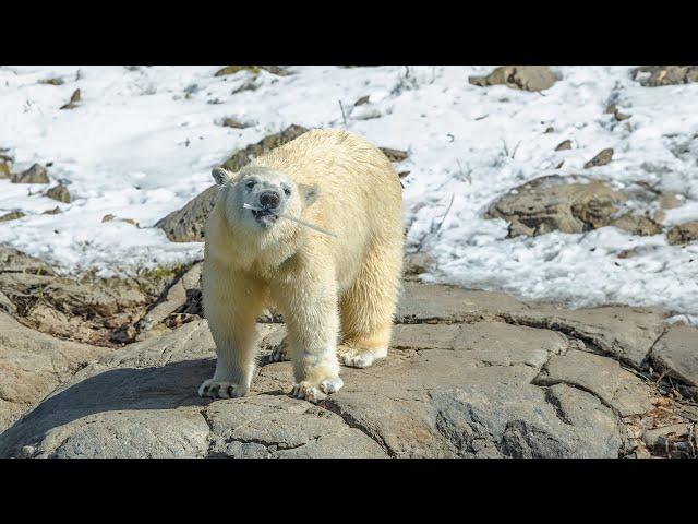 2 Hour Adventure Into the Frozen Wilderness of Predators | Survival One Hours