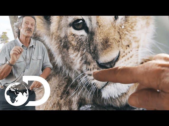 How To Differentiate Wild Lions | Big Cat Tales