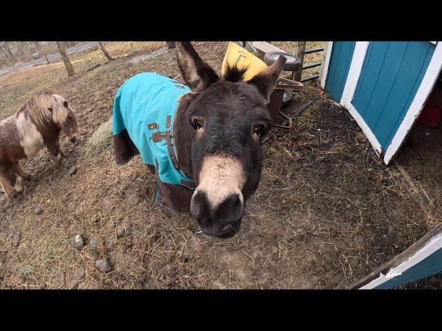 Donkey check in ! ￼