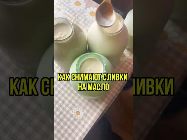Снимаем сливки с деревенского молока, чтобы приготовить масло #деревня #молоко