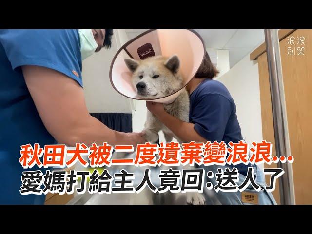 秋田犬被二度遺棄愛媽打給主人竟回：送人了｜寵物動物｜狗｜精選影片