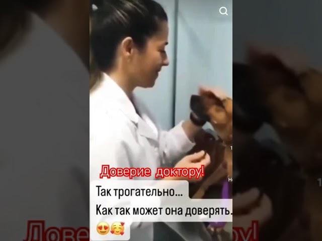Доверие Доктору! #shorts #доктор #ветврач #любимыепитомцы #доверие #помощь_животным #помощь