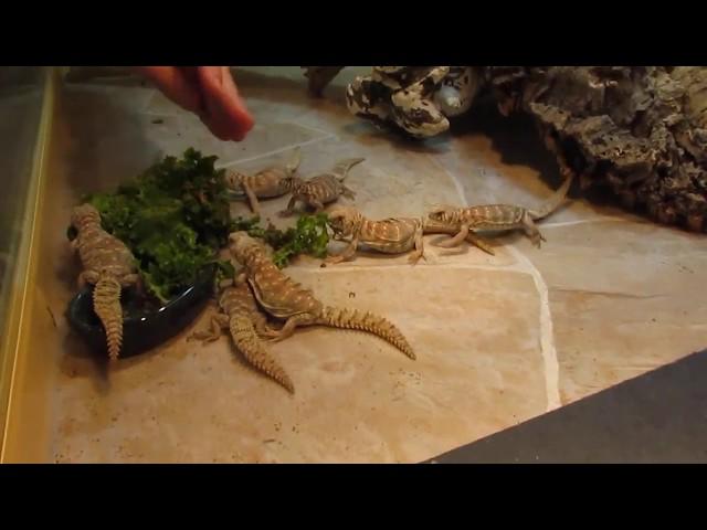 Elevages Lisard (2019) Uromastyx ornata babies eating greens