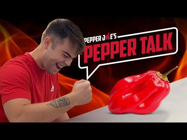 Pepper Talk RED SAVINA Review - Quinton eats one of the HOTTEST PEPPERS IN THE WORLD - 500,000+ SHUs