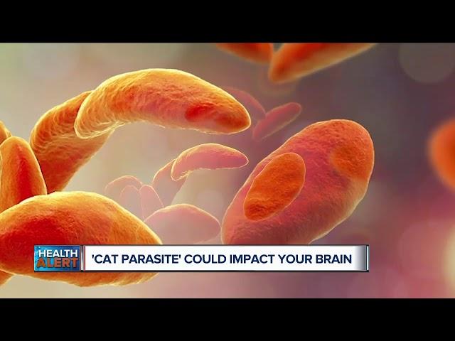 Cat Parasite could impact your brain