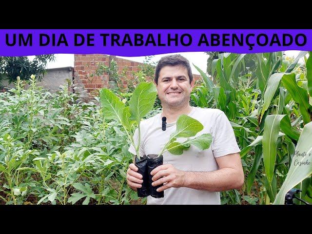 Um dia abençoado PLANTANDO mais COUVE MANTEIGA na horta, colhendo QUIABO e CUIDANDO do BANANAL