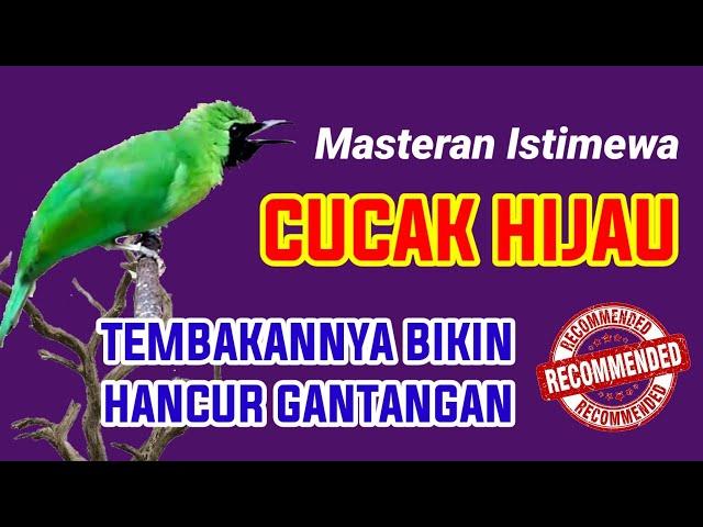 PANCINGAN CUCAK IJO CEPAT JAMTROK dan GACOR