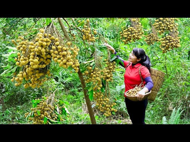 How to Harvest Longan, goes To Market Sell - Harvesting and Cooking |Tieu Vy Daily Life