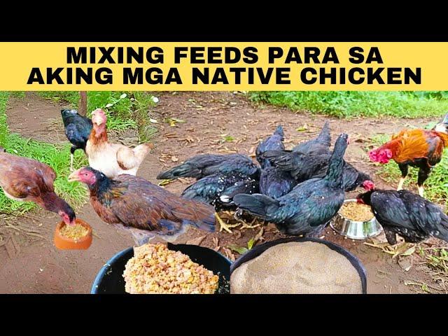 Mixing feeds para sa aking mga native chicken