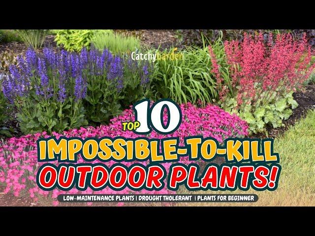 TOP 10 IMPOSSIBLE-TO-KILL OUTDOOR PLANTS!  // Gardening Ideas