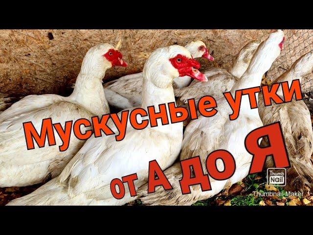 Всё о мускусных утках/Тонкости разведение/Кормление,инкубация,забой,условия содержания