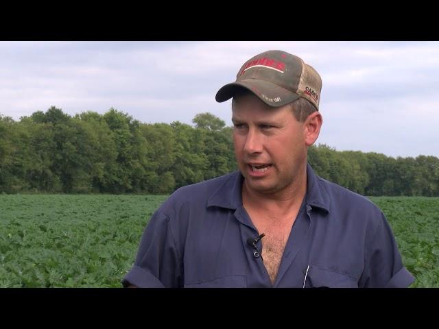 Hanover County Agricultural Close-up