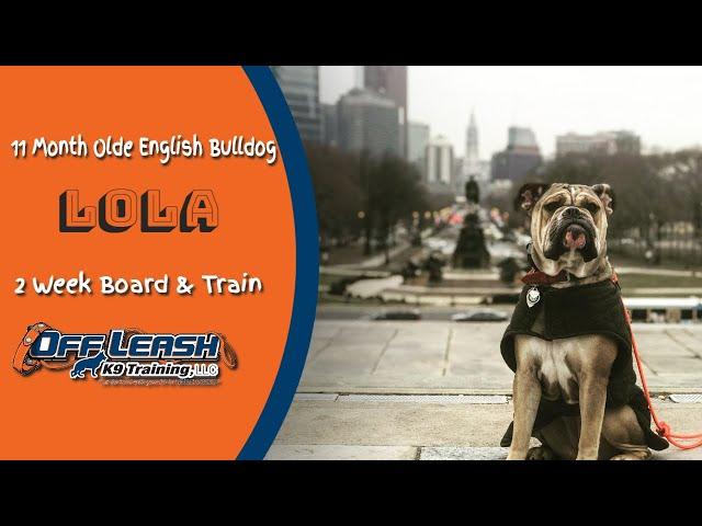 11mo OEB (Lola) | Philadelphia Dog Trainers | Off Leash K9 Training, Philly