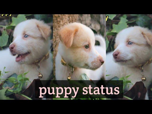 Cute  puppy status for whatsapp ||  सुन्दर पप्पी है070