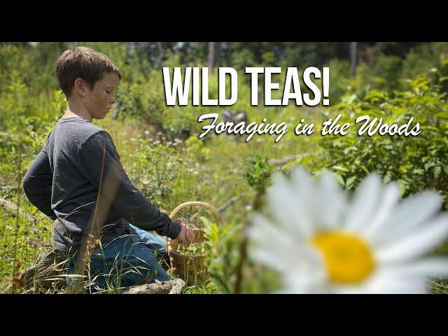 Wild Edibles- Foraging for Wild Teas in the Pacific Northwest