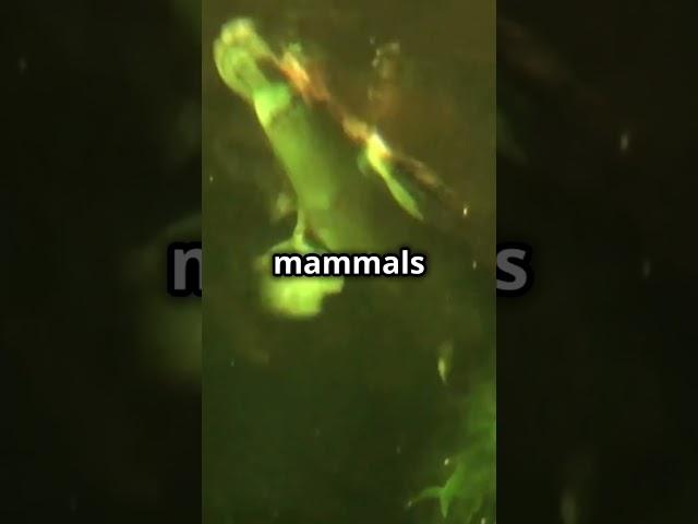 The Mammal That Lays Eggs: The Platypus! #wildlifeadventure  #wildlife