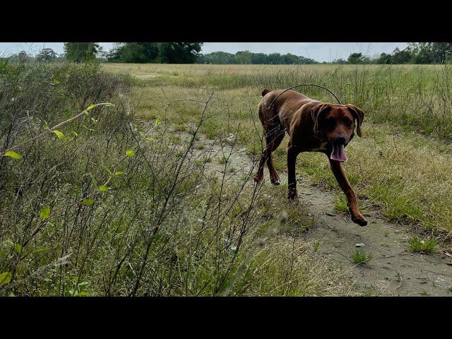 How to train squirrel dog puppy pt3