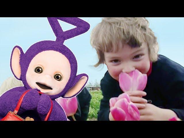 Teletubbies: Flowers Pack - Full Episode Compilation