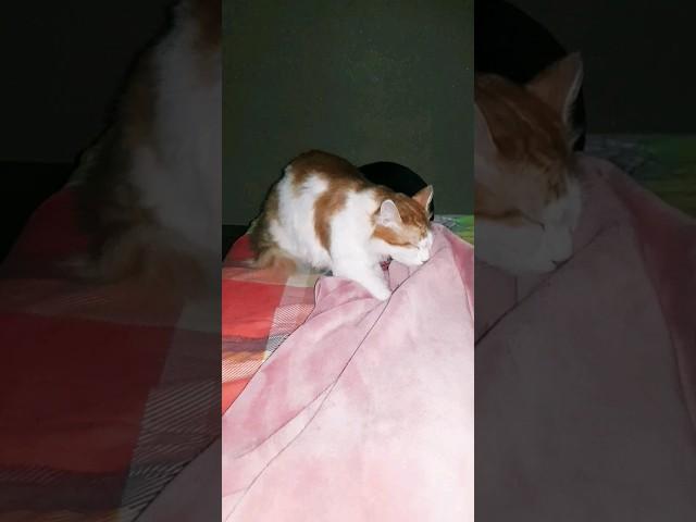 ХАРАШОООО #любимые #лучшие #животные #кот #редко #рыжий #прикол #любовь
