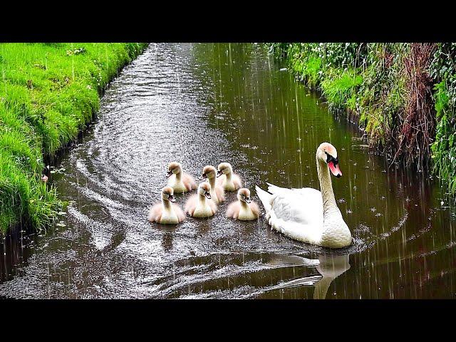 Piano in the Rain with Birds Singing - Calms the nervous system and refreshes the soul ️️️