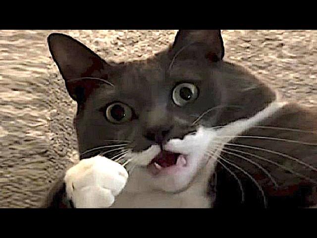 CAT.exe critical error − Funny Cat Videos  Funny Cats 2024