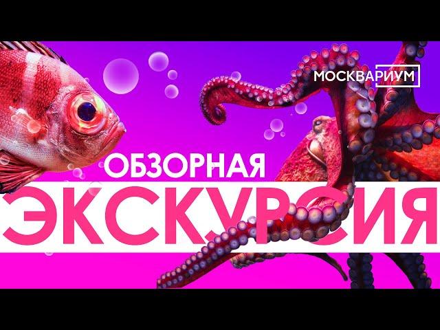 Обзорная экскурсия по всей экспозиции Аквариума!