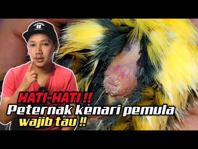 WASPADATonton Video ini biar Tidak MenyesaL !! Cara memilih Kenari Betina untuk Ternak