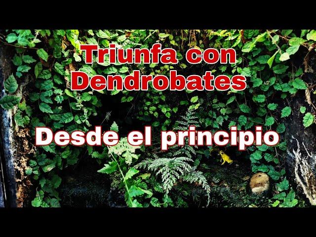 Construye tu primer terrario de Dendrobates CORRECTAMENTE!