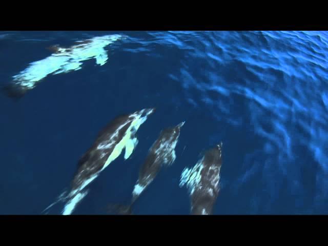 Δελφίνια της Ελλάδας / Dolphins in Greece - trailer