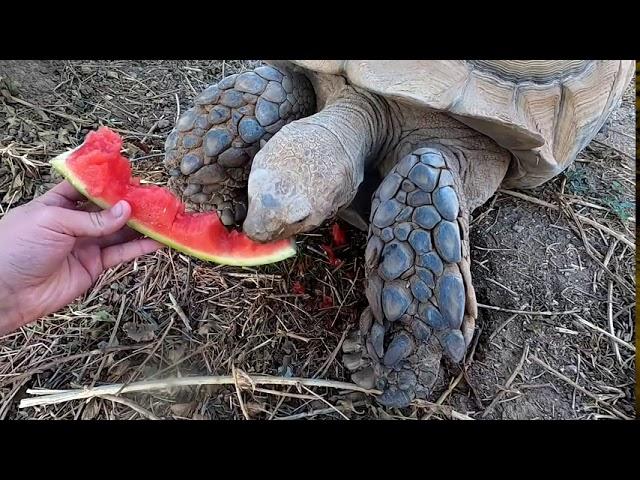 Feeding BIG IKE a Watermelon and some Cactus!