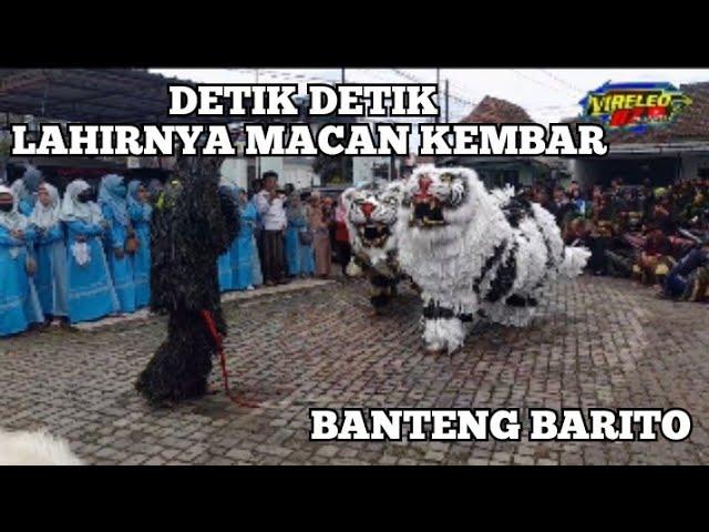 Lahirnya Macan Kembar Banteng Barito #bantengan