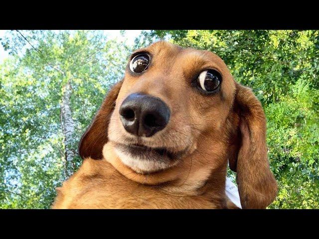 Best Animal Videos 2024  - Funniest Dogs  And Cats  Moments