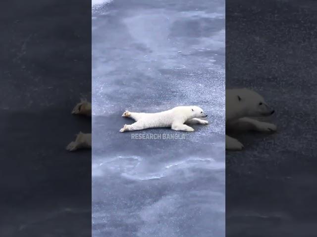 Антарктидағы АқАюлар