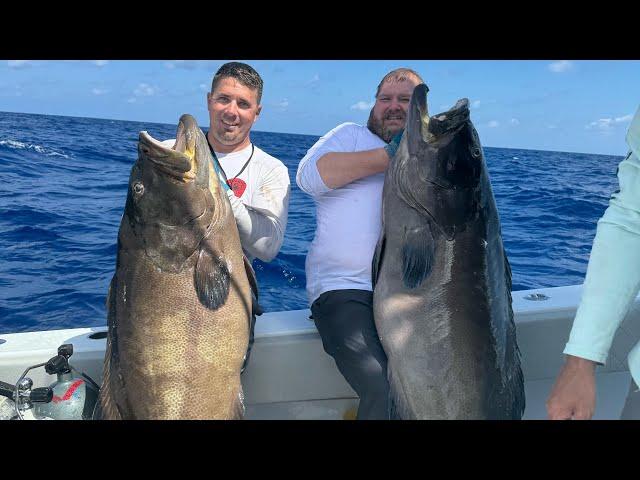 The most big black grouper I’ve ever seen ￼￼￼