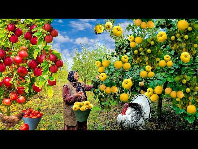 Picking Fresh Apples and Quince, Making Jam and Pies. @Kənd Dadı | A Taste of the Village