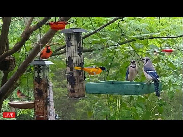 LIVE - Cozy Day Birds in the Garden - Rose-Breasted Grosbeaks are back!